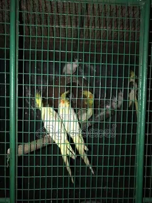 Cockatiel Birds