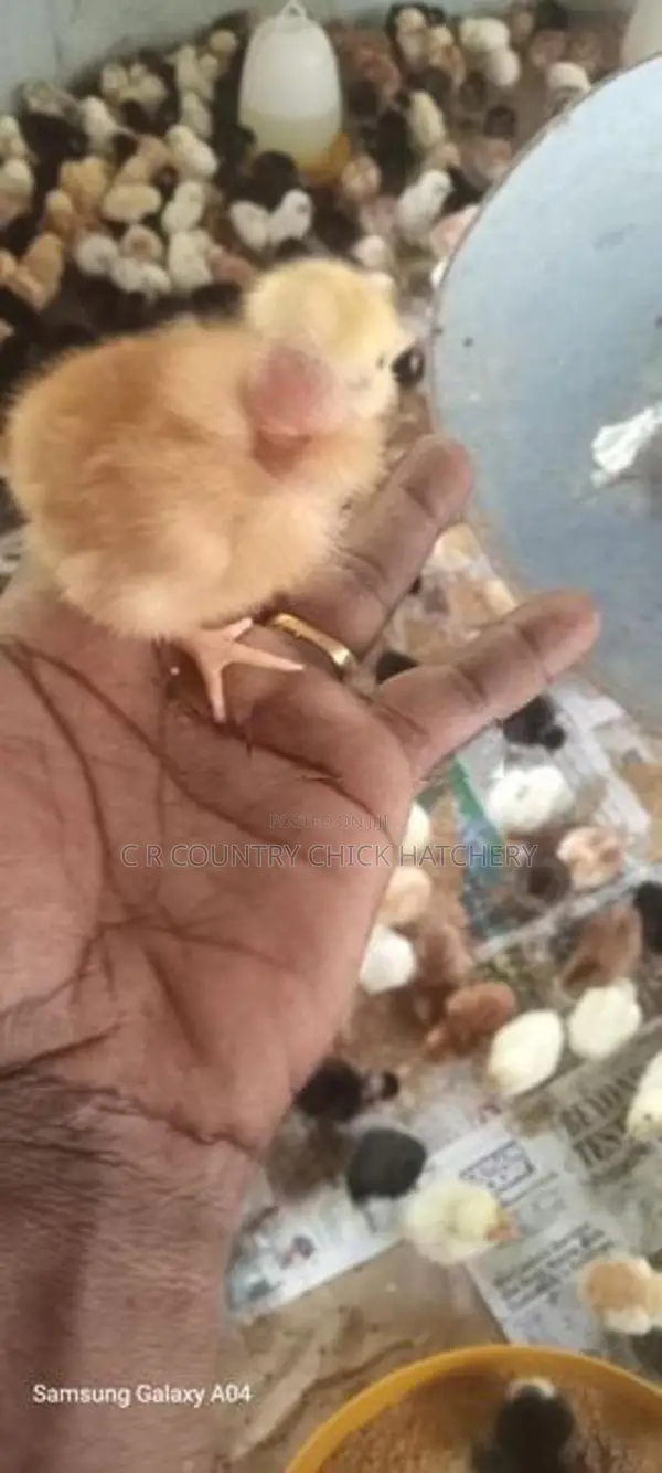 කිකිලි පැටවු (බෙලි කට්ටා)