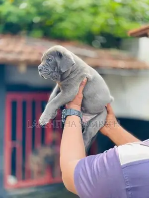 Cane Corso Puppies