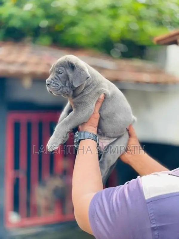 Cane Corso Puppies
