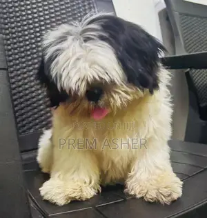 Shih Tzu Puppies
