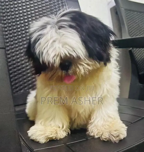Shih Tzu Puppies