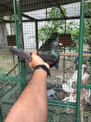 Pigeon