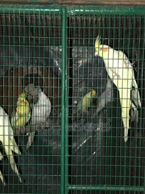 Cockatiel Birds