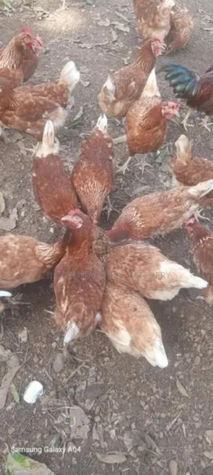 බිත්තර කිකිලි පැටවු