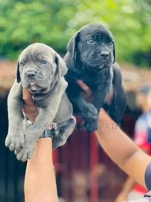 Cane Corso Puppies