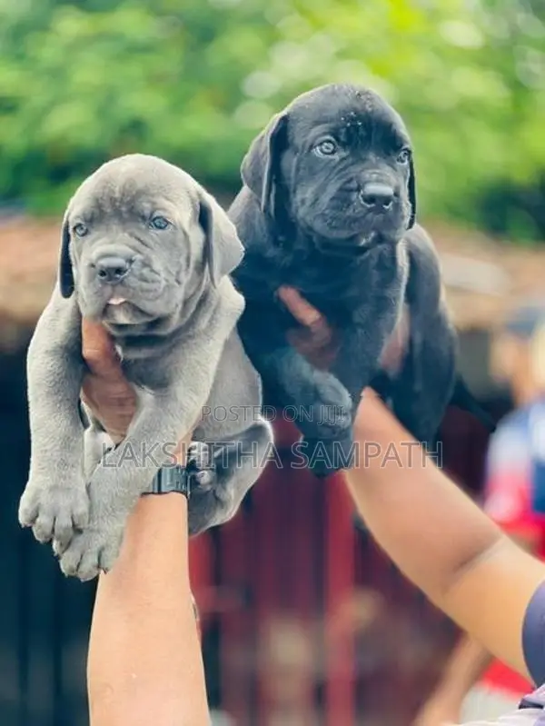 Cane Corso Puppies