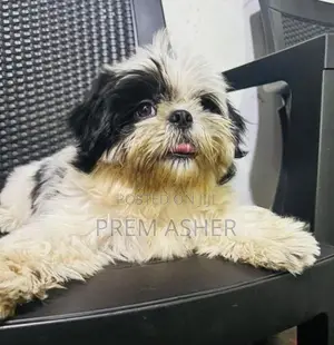 Shih Tzu Puppies