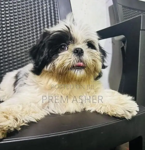 Shih Tzu Puppies