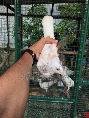 Pigeon