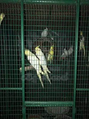 Cockatiel Birds