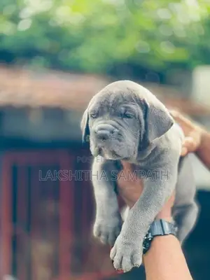 Cane Corso Puppies