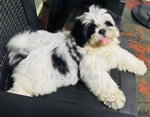Shih Tzu Puppies