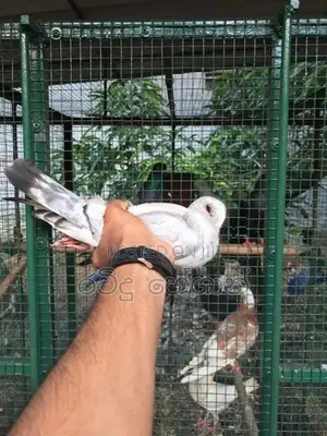 Pigeon