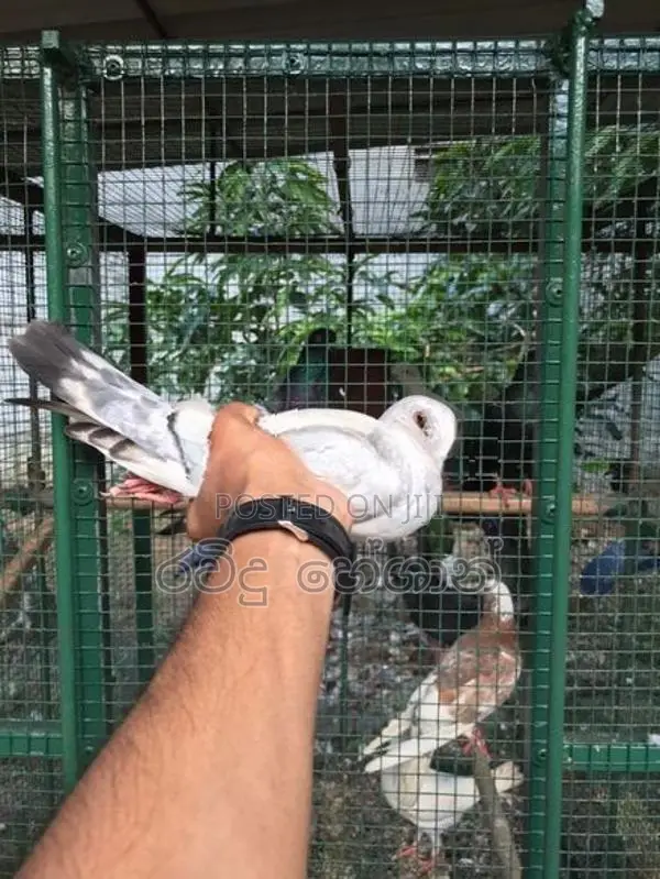 Pigeon