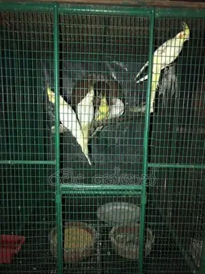 Cockatiel Birds