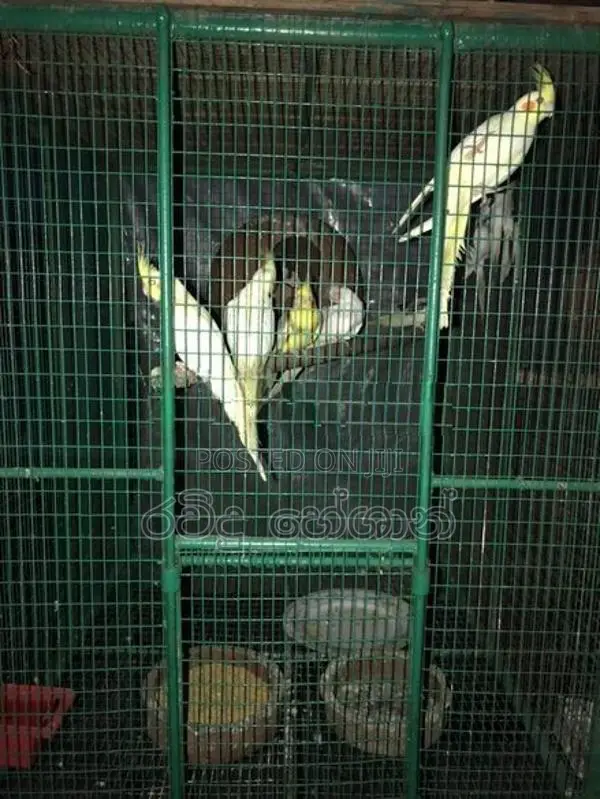 Cockatiel Birds