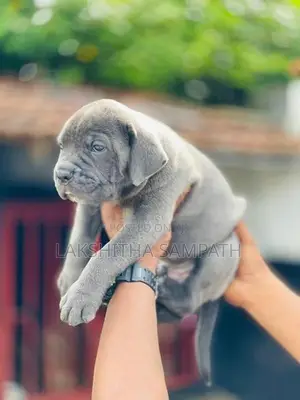 Cane Corso Puppies