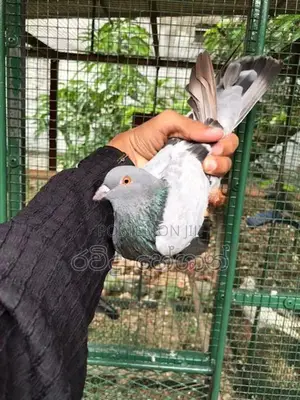 Pigeon