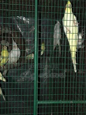 Cockatiel Birds