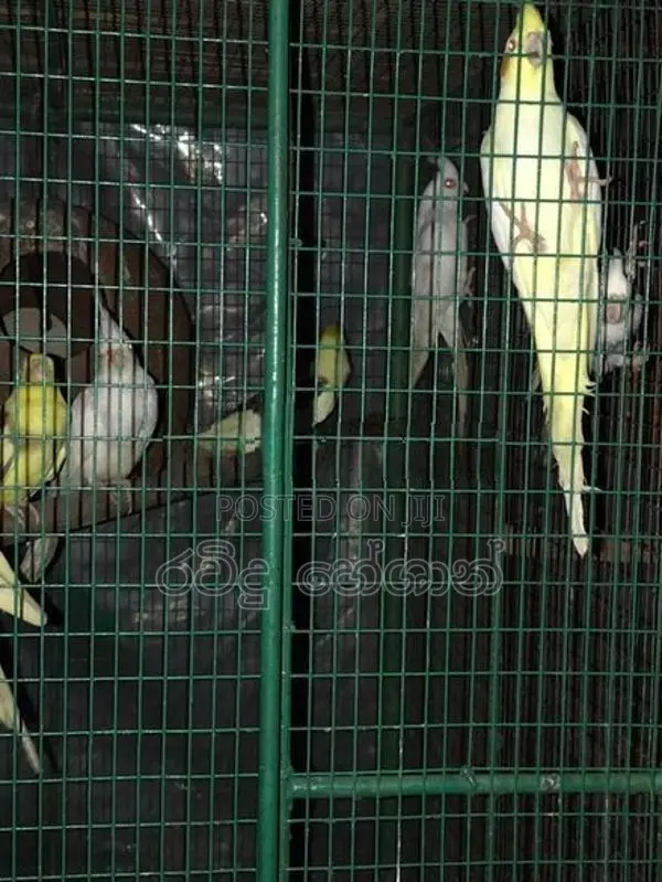 Cockatiel Birds
