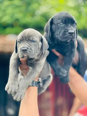 Cane Corso Puppies