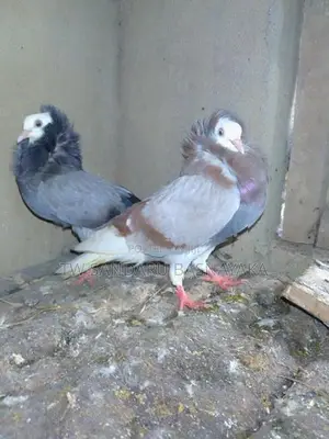 Pigeon