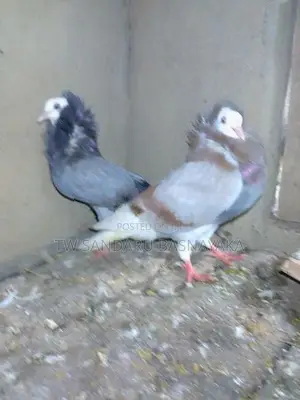 Pigeon