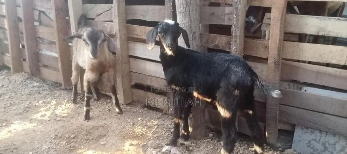 Farm Goat