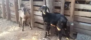Farm Goat