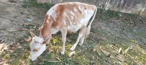 Namban Cow