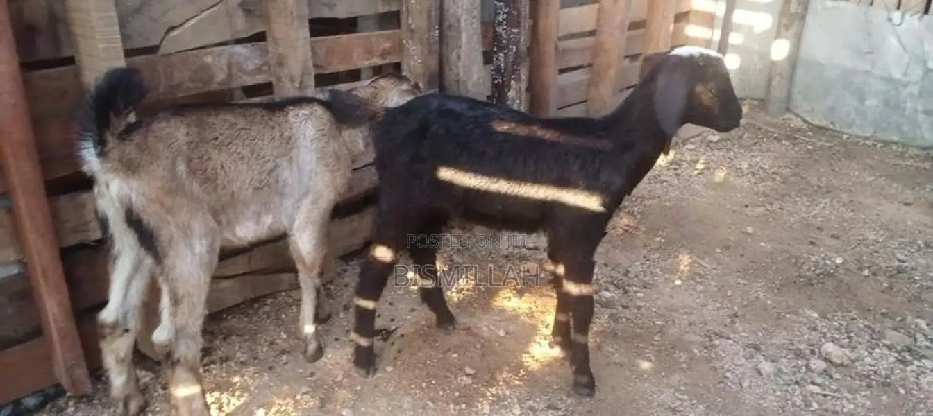 Farm Goat