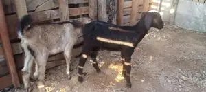 Farm Goat