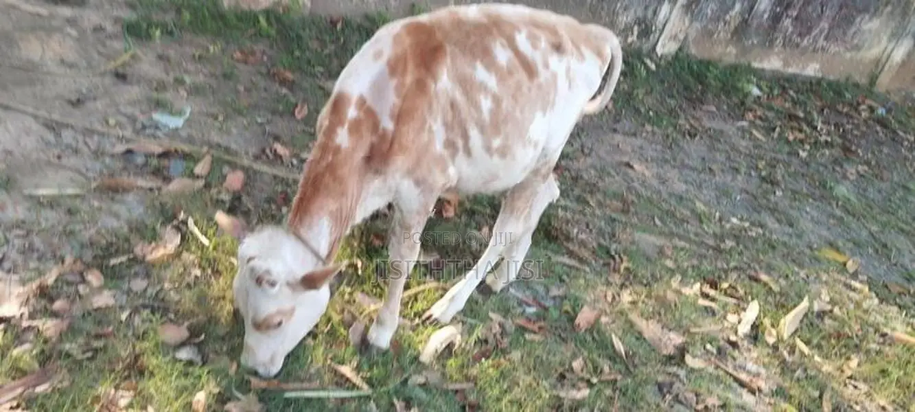 Namban Cow