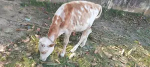 Namban Cow