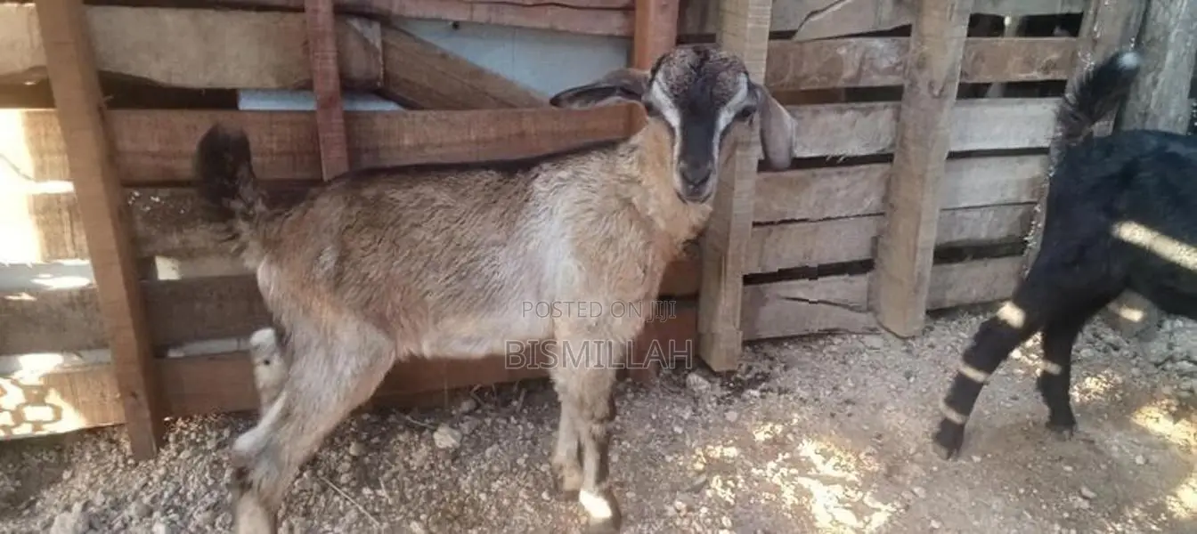 Farm Goat