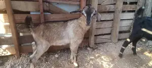 Farm Goat
