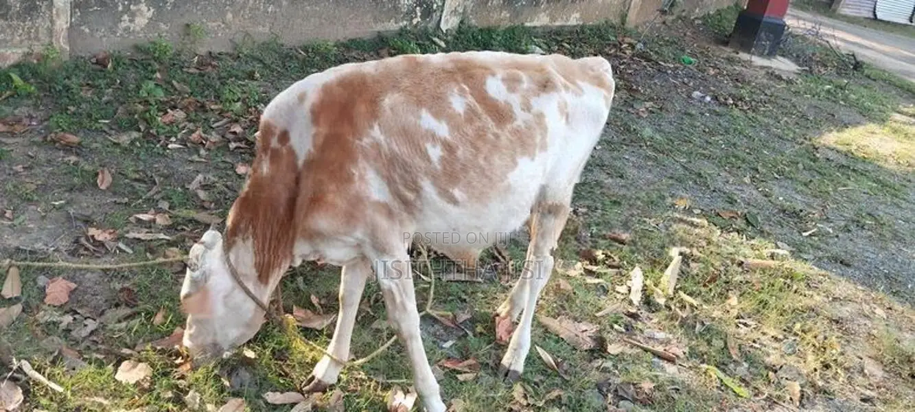 Namban Cow