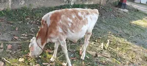 Namban Cow