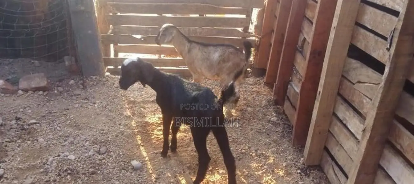 Farm Goat