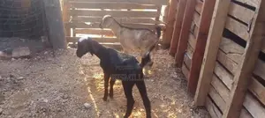 Farm Goat