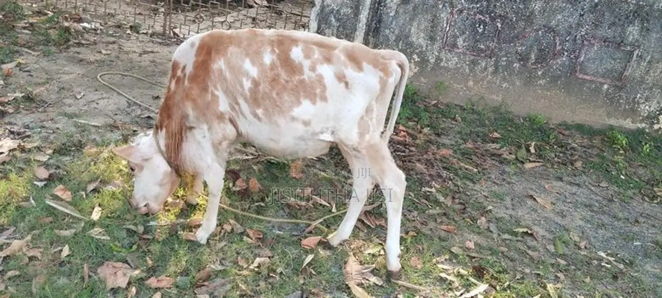 Namban Cow