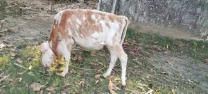 Namban Cow