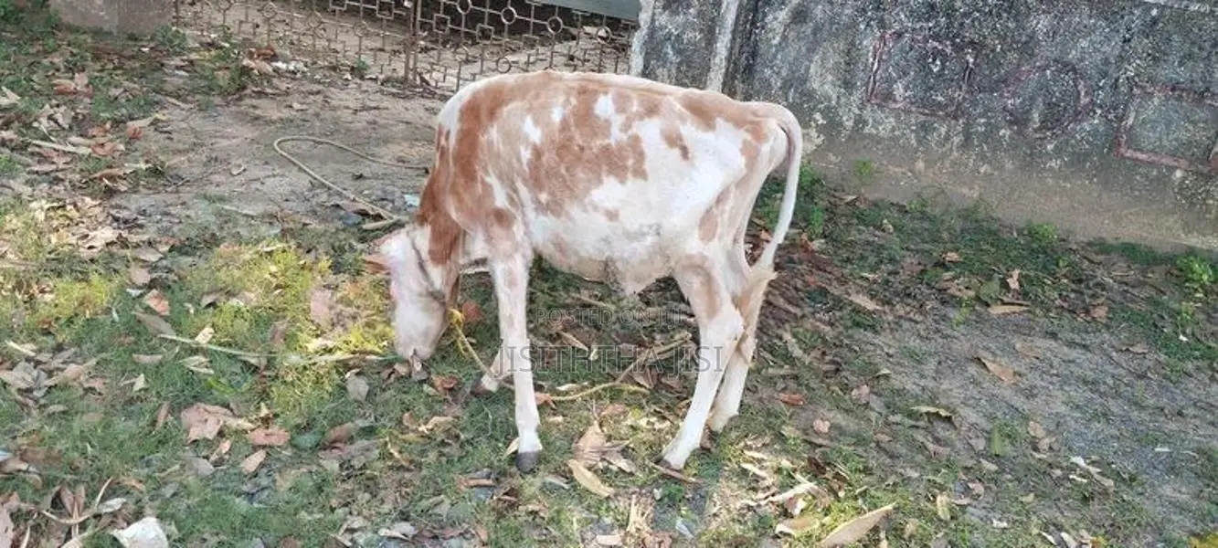 Namban Cow