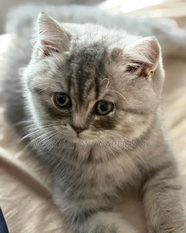 British shorthair cats
