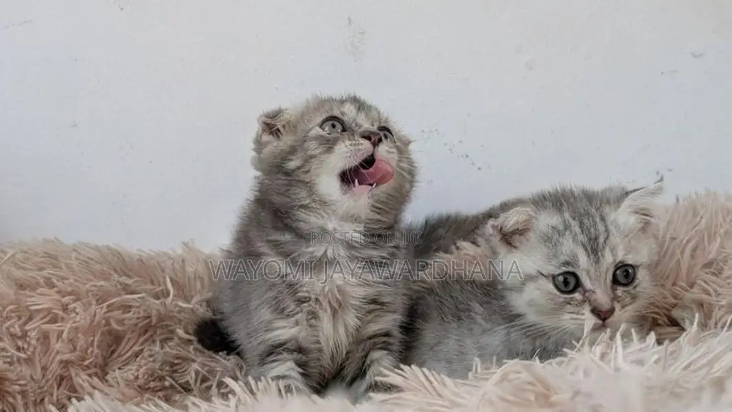 British shorthair cats