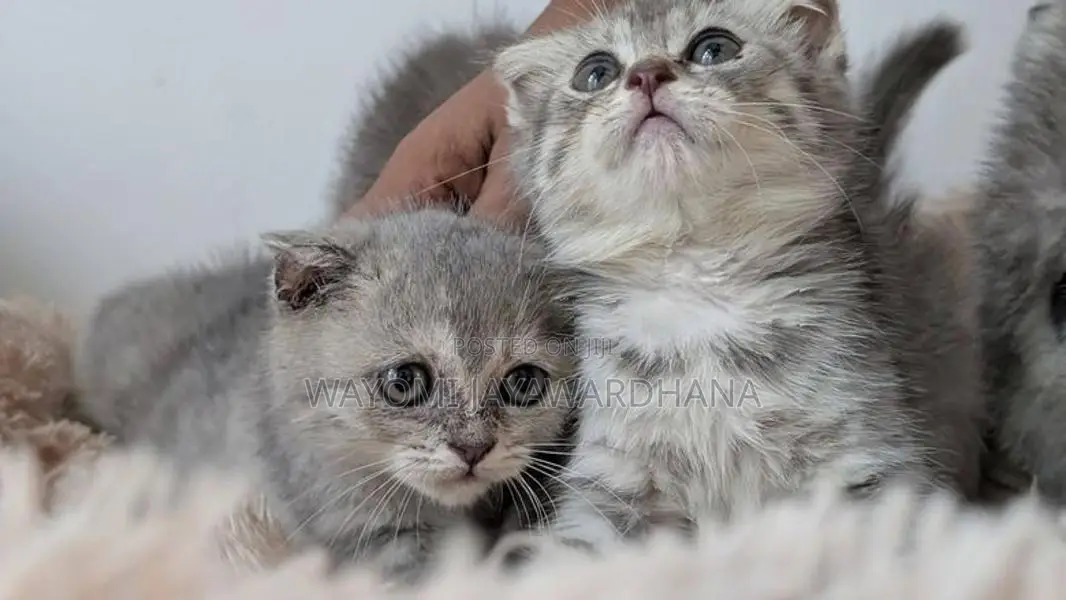 British shorthair cats