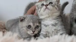 British shorthair cats