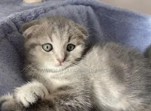 British shorthair cats