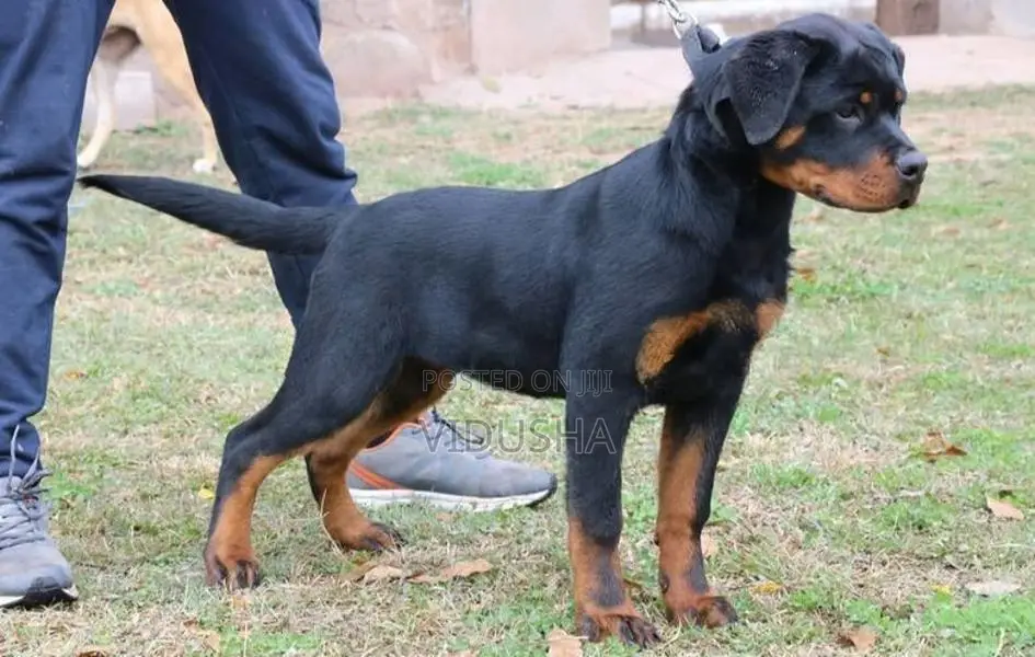 Rottweiler Puppy